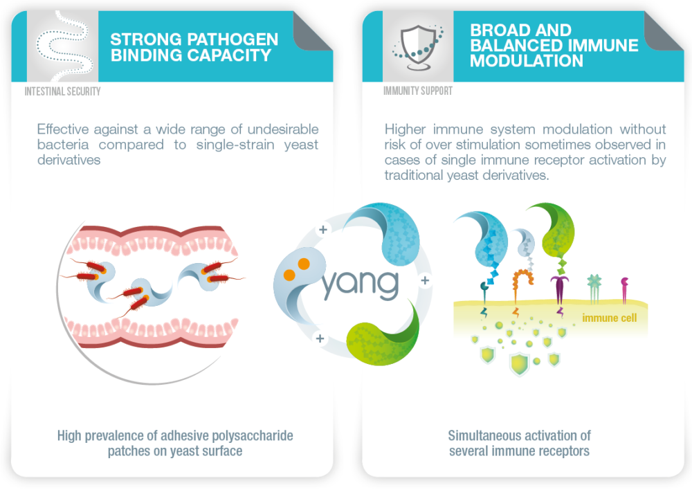 schema shwoing the two complementary actions of yang