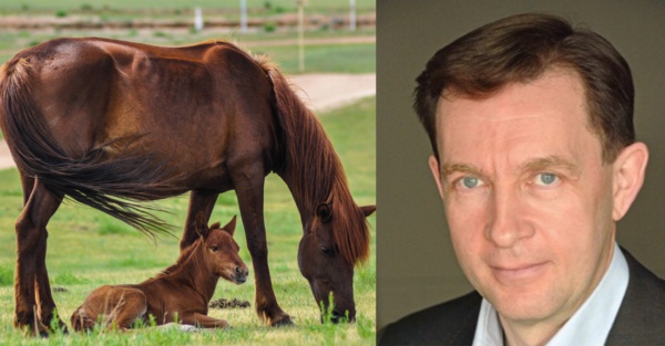 Expert interview: Maternal Imprinting in Horses