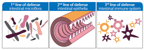 3 lines of defense of Saccharomyces cerevisiae boulardii