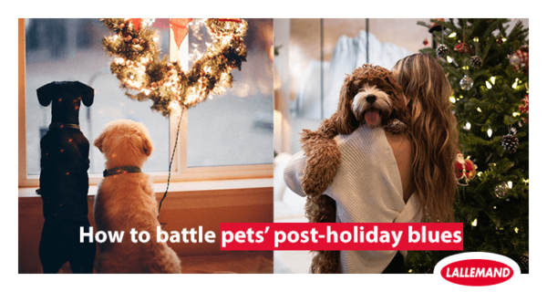 Can we help battle pets’ post-holiday blues?