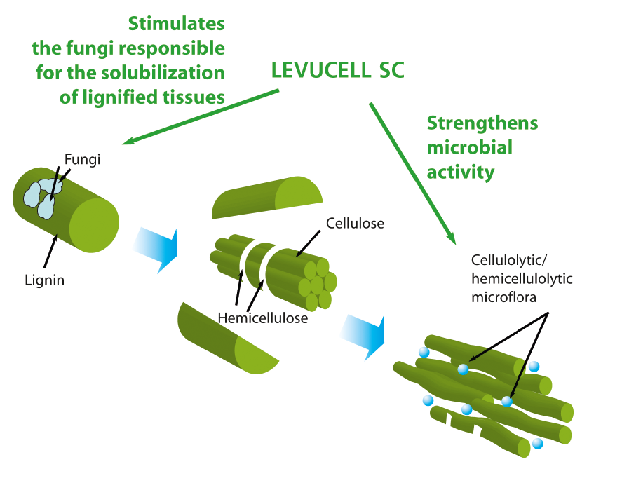 schema showing how levucell sc helps fiber digestion