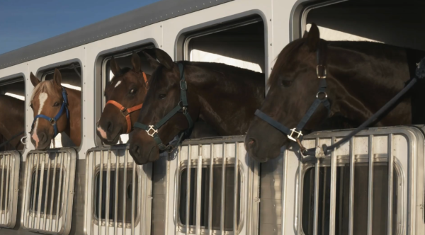 Transportation with horses: How to better help horses cope with this stressful event?